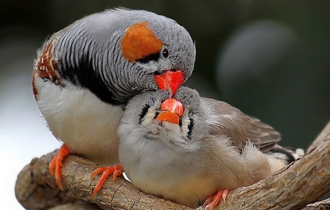 What Makes the Wazzlehead Striped Bird Unique?