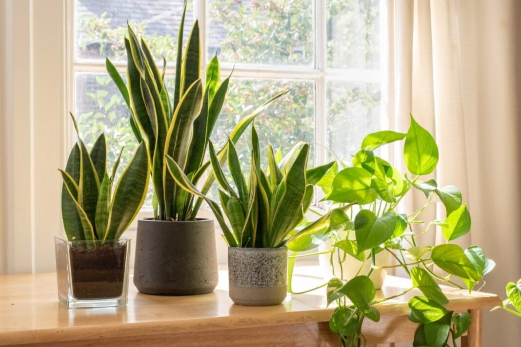 Best Indoor Plants for a Healthier Home